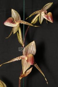 Paphiopedilum rothschildianum