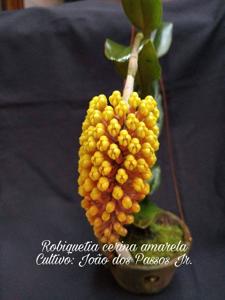 Robiquetia cerina