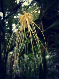 Bulbophyllum vaginatum