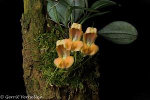 Masdevallia prodigiosa