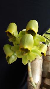 Catasetum macrocarpum