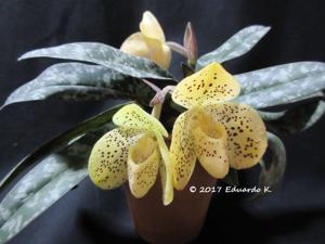 Paphiopedilum wenshanense