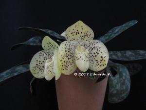 Paphiopedilum wenshanense