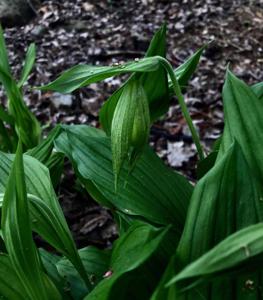 Cypripedium kentuckiense