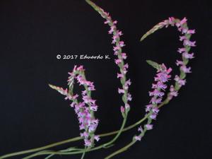 Spiranthes sinensis