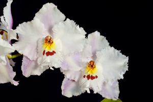 Oncidium alexandrae