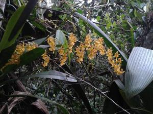 Oncidium chrysomorphum