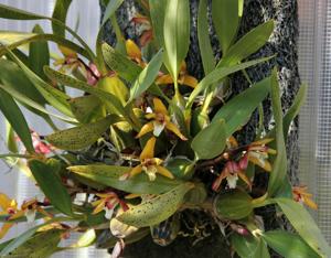 Maxillaria chrysantha