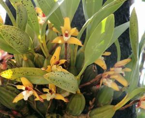 Maxillaria chrysantha