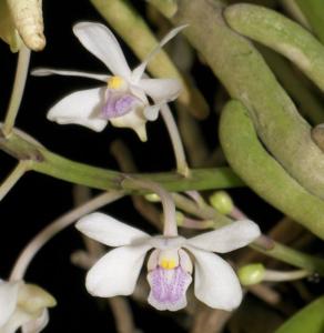 Vanda lilacina