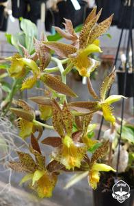 Catasetum triodon