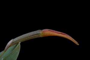 Restrepia aberrans