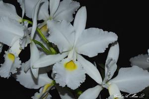 Cattleya warscewiczii