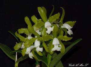 Cattleya tigrina