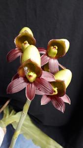 Catasetum fimbriatum