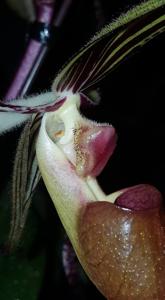 Paphiopedilum sanderianum