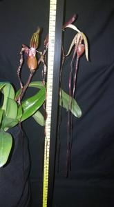 Paphiopedilum sanderianum