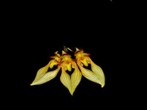 Bulbophyllum annandalei