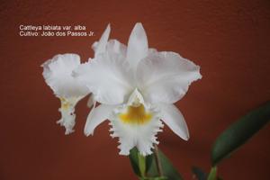 Cattleya labiata