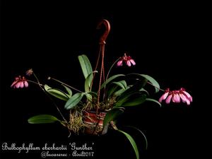 Bulbophyllum longiflorum