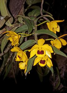 Dendrobium ochreatum