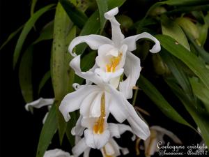 Coelogyne cristata