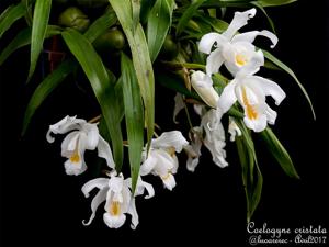 Coelogyne cristata