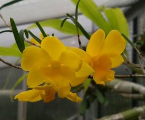 Dendrobium hainanense