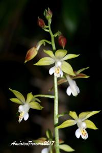 Calanthe graciliflora