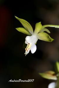 Calanthe graciliflora