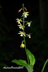 Calanthe graciliflora