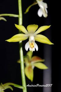 Calanthe graciliflora