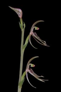 Cyrtostylis huegelii