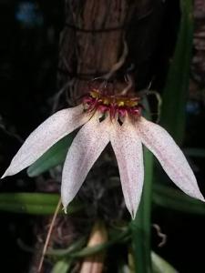 Bulbophyllum brevibrachiatum