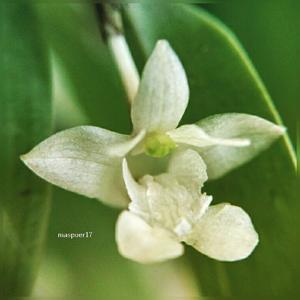 Dendrobium xantholeucum