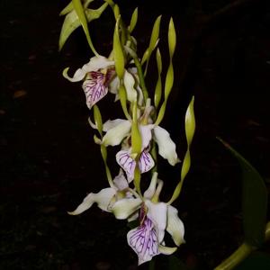 Dendrobium stratiotes