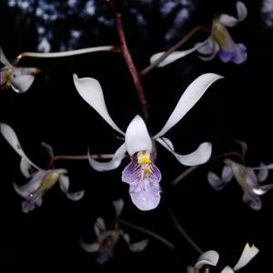 Dendrobium lineale