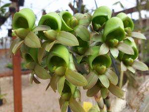 Catasetum juruenense