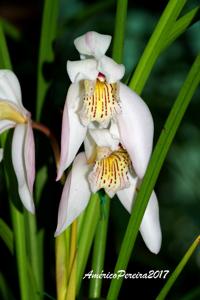 Cymbidium wenshanense