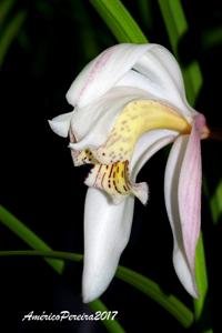 Cymbidium wenshanense