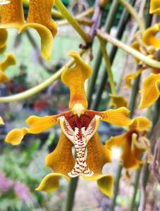 Paraphalaenopsis labukensis