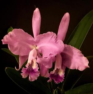 Cattleya lueddemanniana