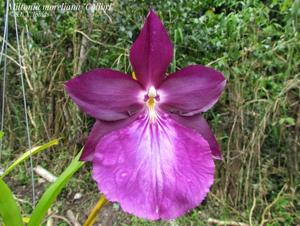 Miltonia moreliana