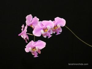 Phalaenopsis schilleriana