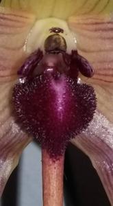 Bulbophyllum echinolabium