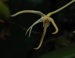 Bulbophyllum laxiflorum