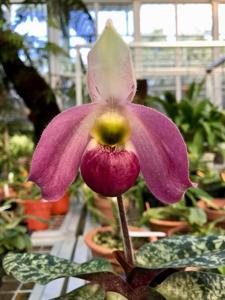 Paphiopedilum vietnamense