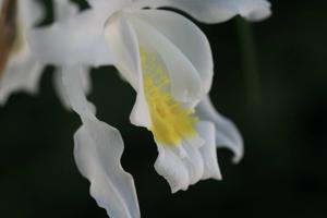 Coelogyne cristata