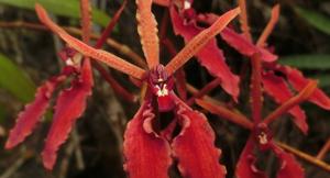 Renanthera coccinea