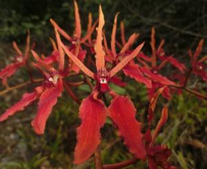 Renanthera coccinea